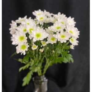 Купить хризантему кустовую белую с доставкой в Благовещенске