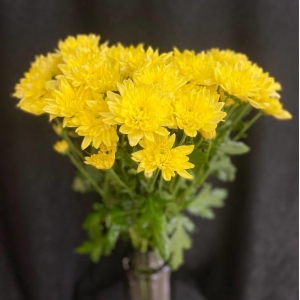 Купить хризантему кустовую жёлтую с доставкой в Благовещенске
