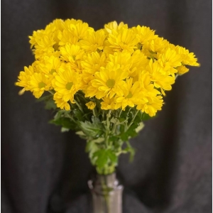 Купить хризантему «Ромашка» жёлтую с доставкой в Благовещенске