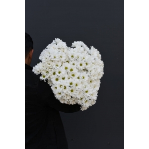 Купить хризантему ромашки белую с доставкой в Благовещенске