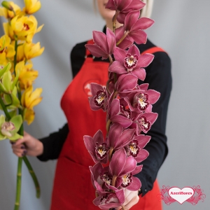 Купить ветку орхидеи поштучно в Благовещенске