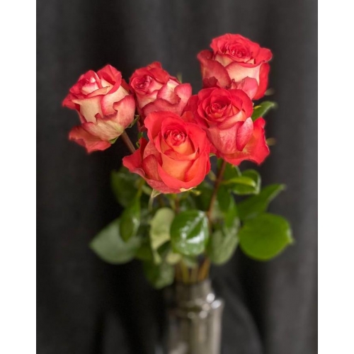Купить розу «Игуазу» с доставкой в Благовещенске