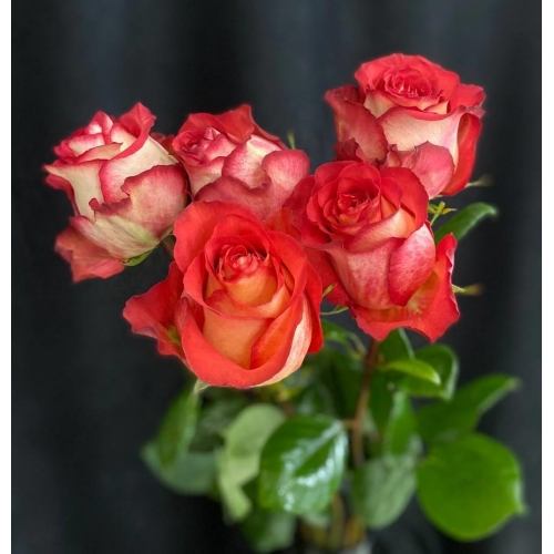 Купить розу «Игуазу» с доставкой в Благовещенске
